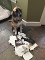 MooseReadingBooks (3)
